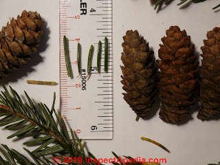 Red Spruce identification parts (C) Daniel Friedman at Inspectapedia.com Picea rubens identification by visual examination and microscope